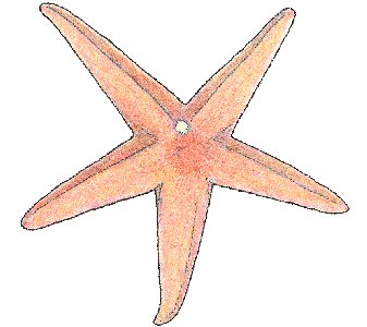 Blood Sea Star