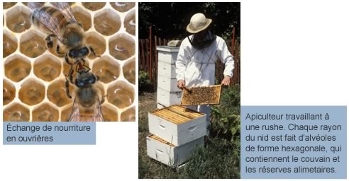 Abeilles ouvrières et apiculteur
