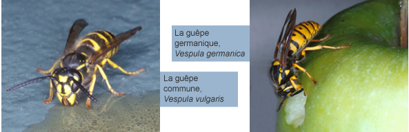 Guêpe commune (Vespula vulgaris) et Guêpe germanique (Vespula germanica)