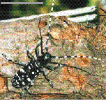 Asian longhorned beetle, Anoplophora glabripennis