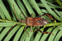 Entomological Information Service