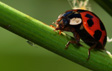 Coccinellidae - Andr� Sarrazin