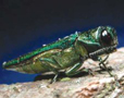 Emerald ash borer, Agrilus planipennis