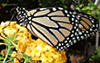 Monarchs Without Borders 2009