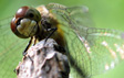 Libellule, cr�dit : Andr� Sarrazin