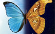 Butterflies go free