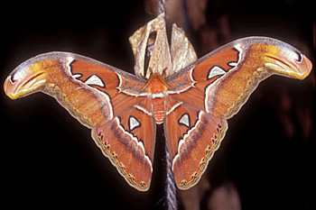 Attacus atlas