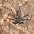 http://www2.ville.montreal.qc.ca/insectarium/images/pict_collVivantes/section_listes/31562_RL_Damon_diadema_70x70_m.jpg