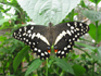 Papilio demodocus