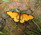 Danaus chrysippus