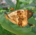Papilio dardanus