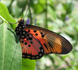 Pseudacraea boisduvali