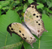 Salamis parhassus