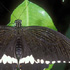 Papilio polytes