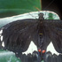 Papilio aegeus