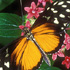 Heliconius hecale