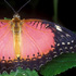 Cethosia biblis