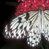 Idea leucone