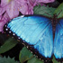 Morpho helenor