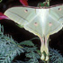 Actias selene