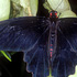 Pachliopta kotzebuea