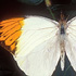 Hebomoia glaucippe