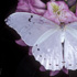 Morpho polyphemus
