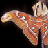 Attacus atlas