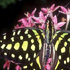 Graphium agamemnon
