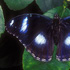 Hypolimnas bolina
