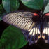 Papilio memnon