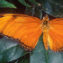 Dryas julia