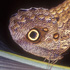 Caligo eurilochus