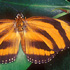 Dryadula phaetusa