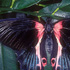 Papilio rumanzovia