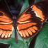 Heliconius melpomene