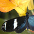 Heliconius sara