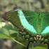 Papilio palinurus