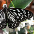 Ideopsis juventa