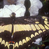 Papilio thoas