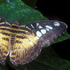 Parthenos sylvia