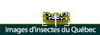 Images d'insectes du Qu&eacute;bec
