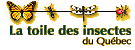 Logo&nbsp;: La toile des insectes du Qu&eacute;bec