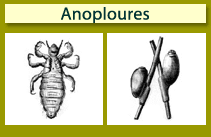 Anoploures
