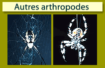Autres arthropodes