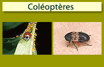 Col&eacute;opt&egrave;res