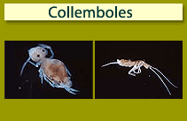 Collemboles