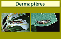 Dermapt&egrave;res