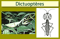 Dictuopt&egrave;res