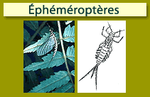 &Eacute;ph&eacute;m&eacute;ropt&egrave;res